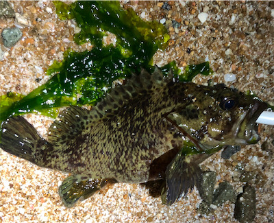 とあるサーフの3魚種