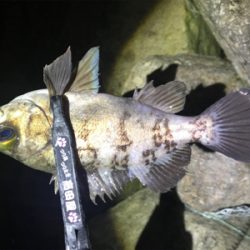 プラグメバリング