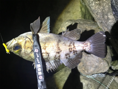 プラグメバリング