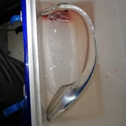 久しぶりの太刀魚