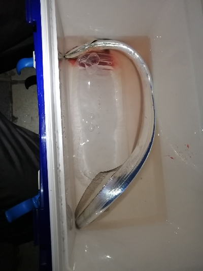 久しぶりの太刀魚