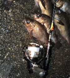 メバリングにて