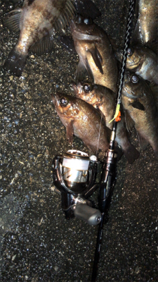 メバリングにて