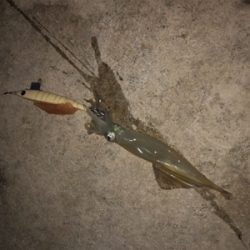 ヤリイカ釣行