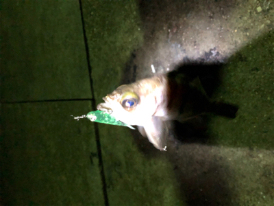 メバルプラッギング