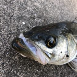 今日は活性が高いです!