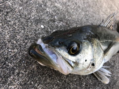 今日は活性が高いです!