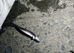 ナイトシーバスにてボトムでドンッ!