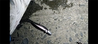 ナイトシーバスにてボトムでドンッ!