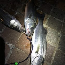 フッコばかり！