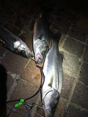 フッコばかり！