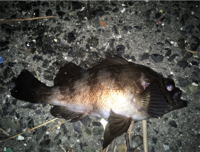 アジが良かったけど