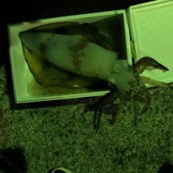 2時間でイカ3杯