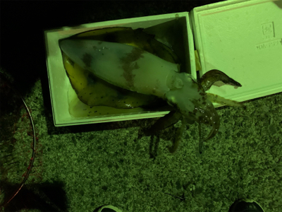 2時間でイカ3杯