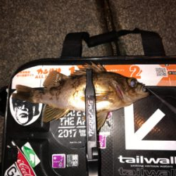 メバルを求めて⑧