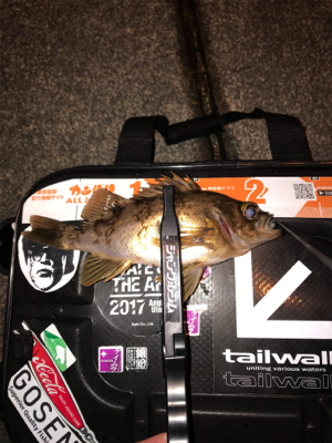 メバルを求めて⑧