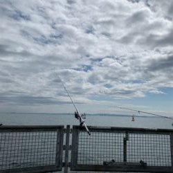 イシモチきました