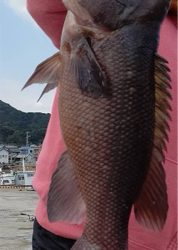 久方ぶりのコブダイ