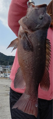 久方ぶりのコブダイ