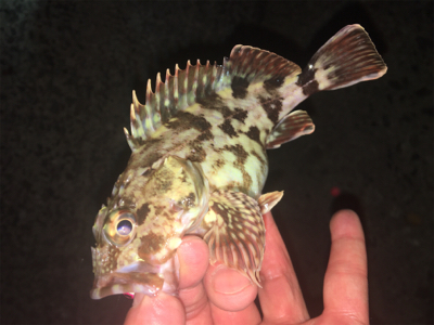 西浦なんだけど選択できませ〜ん