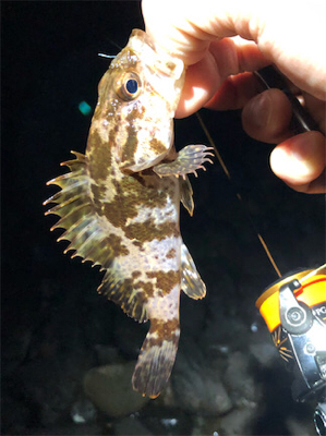 とある小雨後のゴロタプラッキング