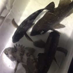 久々の平日フィッシング