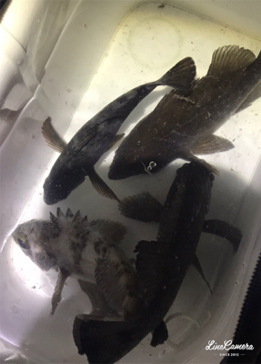 久々の平日フィッシング