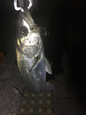 おニューのルアーで