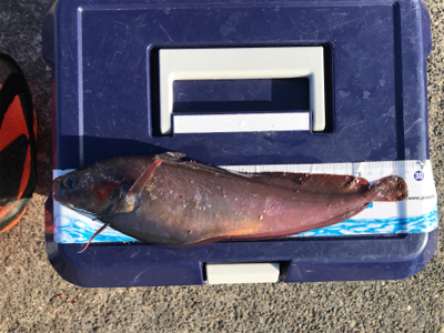 季節外れのノッコミ