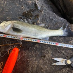 なんとか1匹❗️