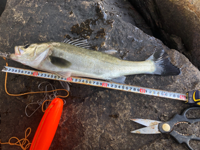 なんとか1匹❗️…