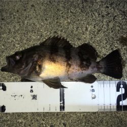 渋めのメバリング