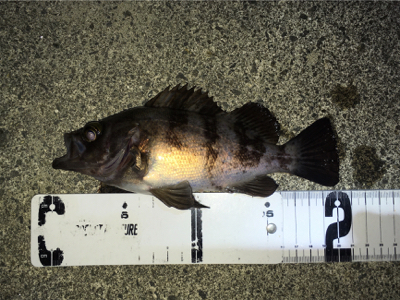 渋めのメバリング