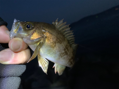 干潮だってなんのその!