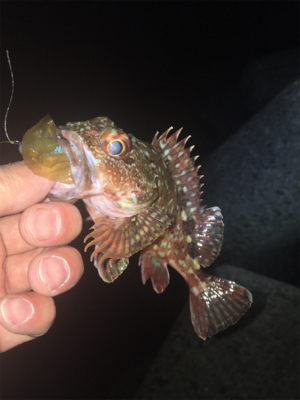 食後に少しだけ