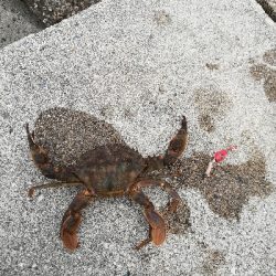 癒やしの穴釣り