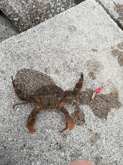 癒やしの穴釣り