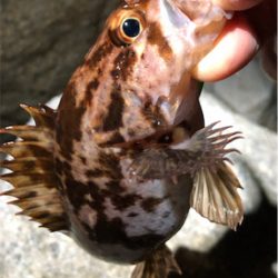 とあるゴロタ場のロックフェス