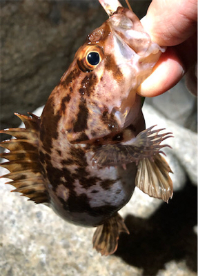 とあるゴロタ場のロックフェス