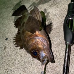 まあまあのメバル