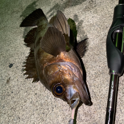 まあまあのメバル