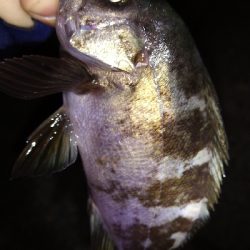 ナイトメバリング