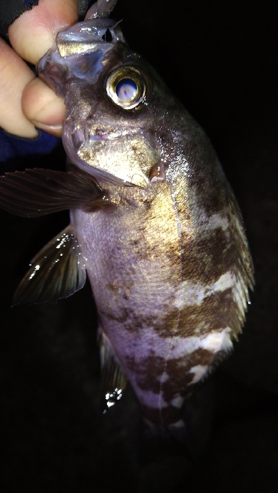 ナイトメバリング