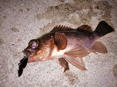 魔法のリトリーブ