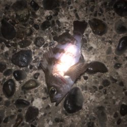 アジングは難しい