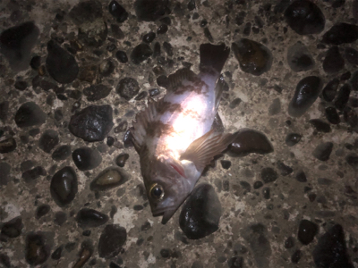 アジングは難しい