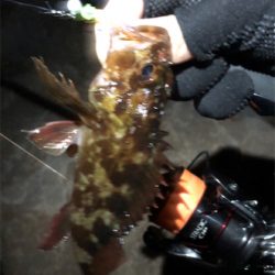 とあるシャローのタケガシ