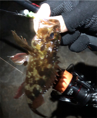 とあるシャローのタケガシ