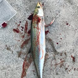 潮は良くないですが