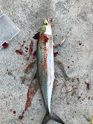 潮は良くないですが